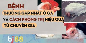 Bệnh thường gặp ở gà chọi - nhận biết và cách phòng tránh