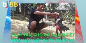 Cách tắm cho gà đá chi tiết đảm bảo sức khỏe chiến kê