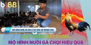 Quy trình xây dựng mô hình nuôi gà chọi hiệu quả