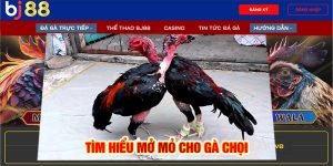 Tìm hiểu cách mở mỏ cho gà chọi 