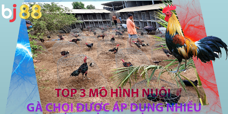 Top 3 mô hình nuôi gà chọi được áp dụng nhiều