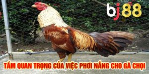 Tầm Quan Trọng Của Việc Phơi Nắng cho Gà Chọi