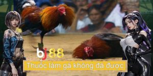 Thuốc làm gà không đá được gồm những loại nào